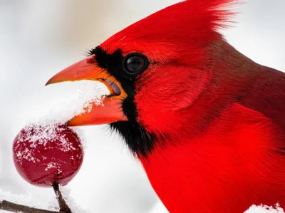 Illustration pecking