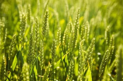 Illustration yielding - Image 1