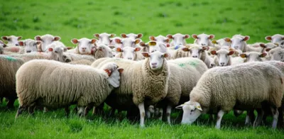 Illustration top - Image 1