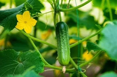 Illustration cucumber - Image 1