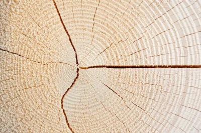 Illustration saws - Image 1