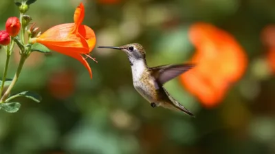 Illustration hover - Image 1