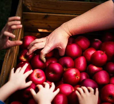 Illustration forestall - Image 1