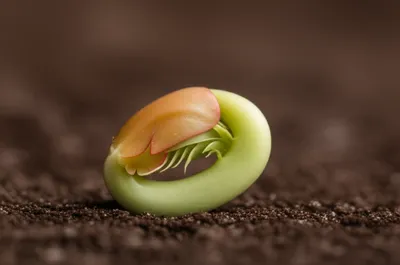 Illustration collets - Image 1