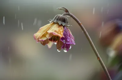 Illustration dashing - Image 1