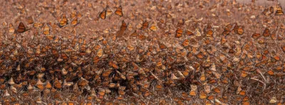 Illustration nomad - Image 1