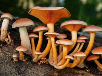 Illustration mushroom - Image 1