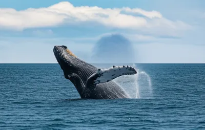 Illustration blow - Image 1