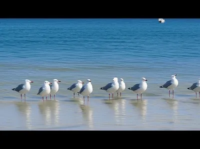 Illustration shoaling - Image 1