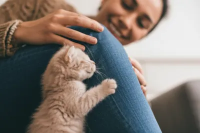 Illustration paws - Image 1