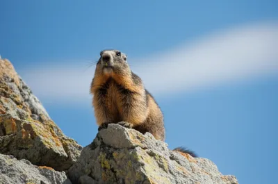 Illustration whistler - Image 1