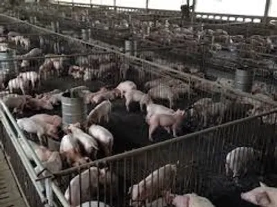 Illustration pigpen - Image 2