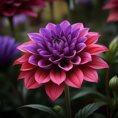 Illustration fuchsia - Image 1