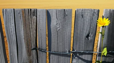 Illustration wood - Image 1