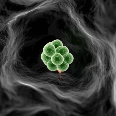 Illustration primordium