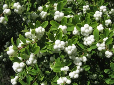 Illustration snowberry