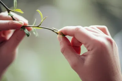 Illustration twigs - Image 1