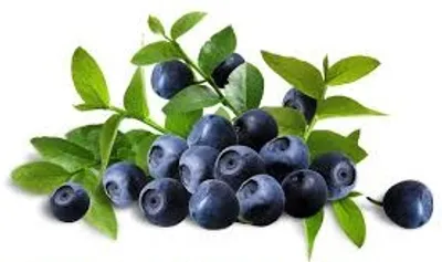Illustration blueberry - Image 2