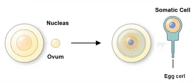 Illustration cloning - Image 1