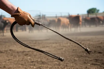 Illustration bullwhip