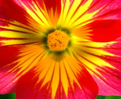 Illustration opens - Image 1