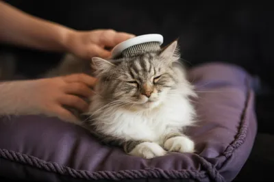 Hình ảnh minh họa cossets - Ảnh 1