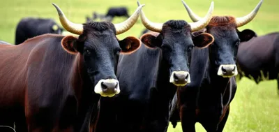 Illustration stud - Image 1