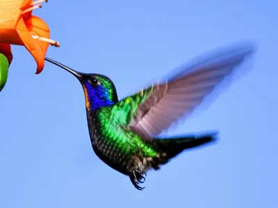 Illustration avian - Image 1