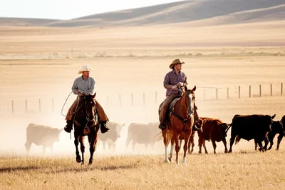 Illustration ranch - Image 1