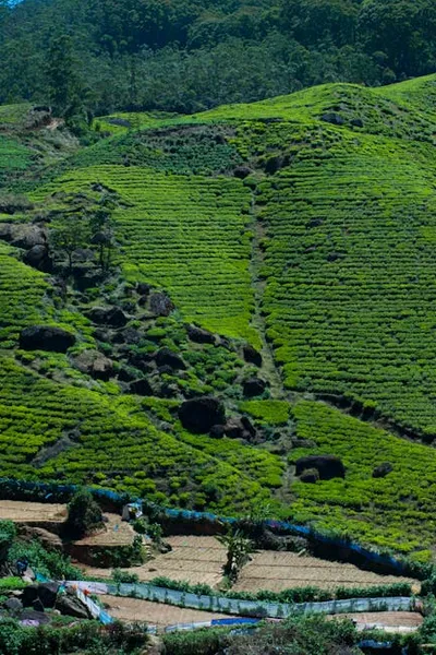 Illustration grown - Image 2