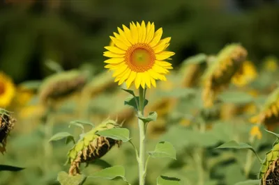 Illustration strict - Image 1