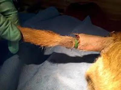 Illustration dock - Image 2