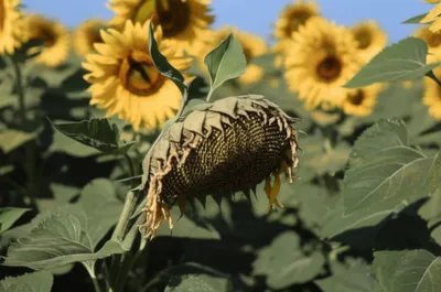 Illustration torpor - Image 1