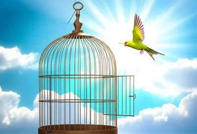 Illustration loosen - Image 1