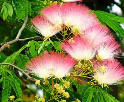 Illustration albizias - Image 2