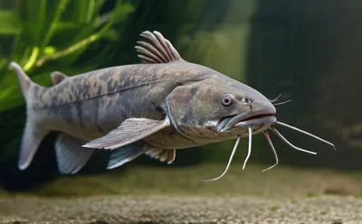 Illustration wattle - Image 1