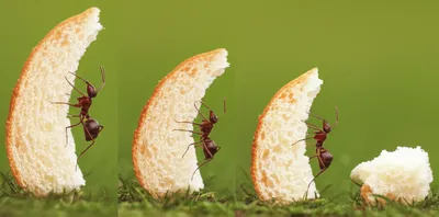 Illustration enlarges - Image 1