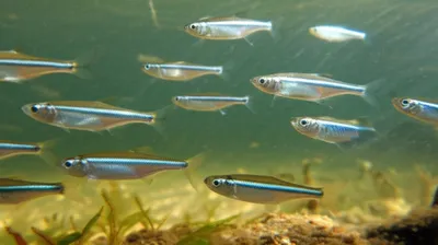 Illustration silversides