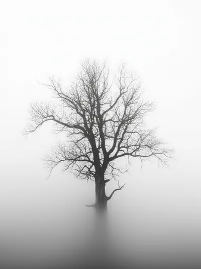 Illustration shrouded - Image 2