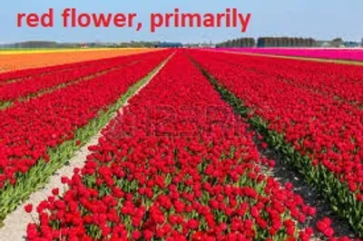 Illustration primarily - Image 2