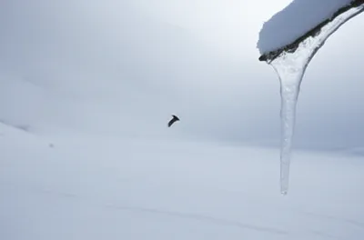 Illustration noiseless