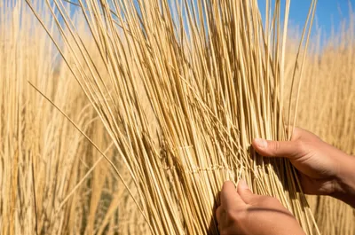 Illustration diss - Image 1