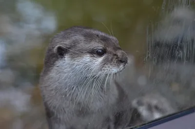 Illustration mustelid - Image 2