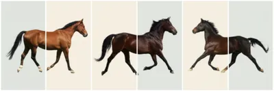 Illustration gait - Image 1