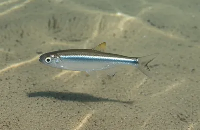 Illustration silversides - Image 1