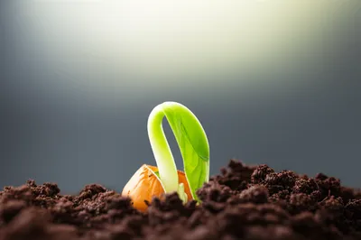 Illustration sprouting - Image 1