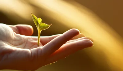 Illustration solaced - Image 1