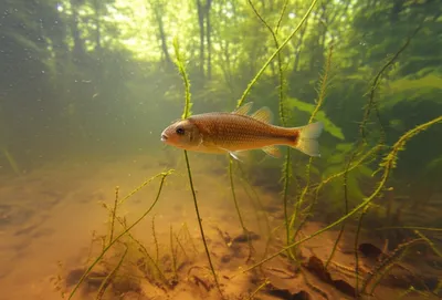 Illustration mudminnows