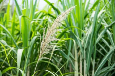 Illustration arrow - Image 1