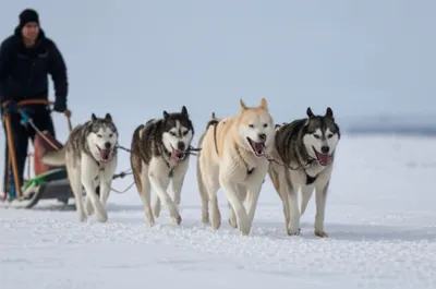 Illustration huskies